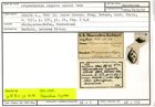 Karteikarte zum Holotyp von Polymorphina cognata Stache, 1864